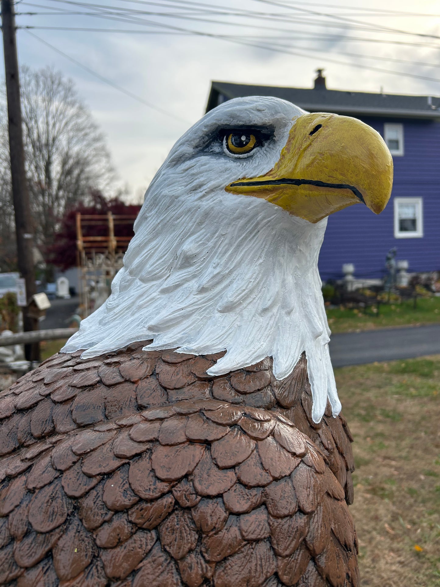 X-Large Eagle Wings Down