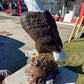 Large Eagle on Stump