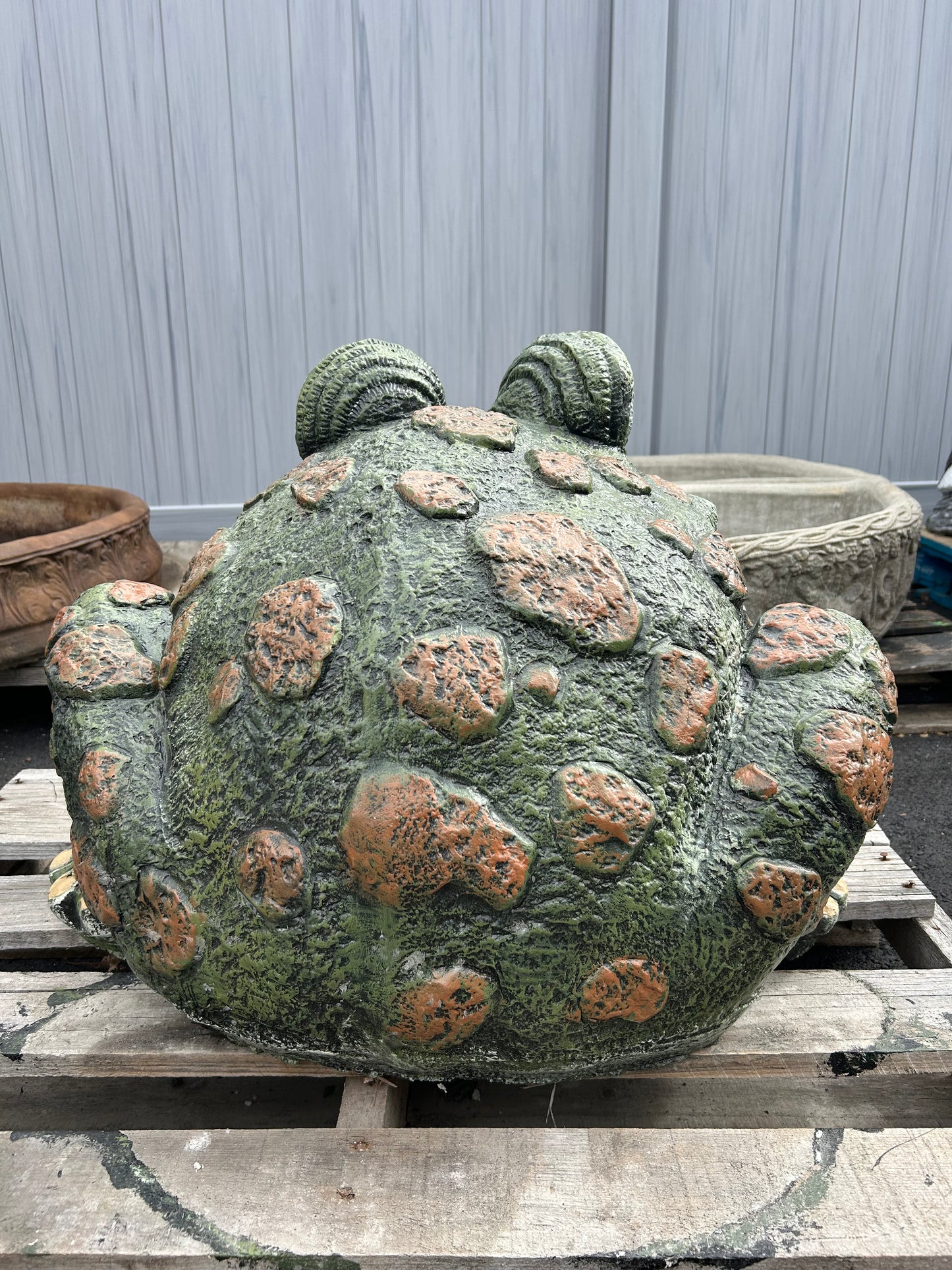 Extra Large Spotted Toad