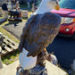 Large Eagle on Stump