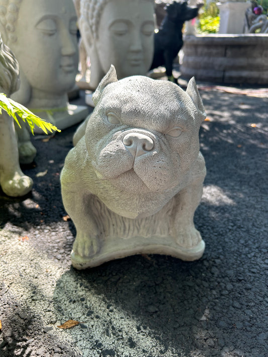 Pitbull