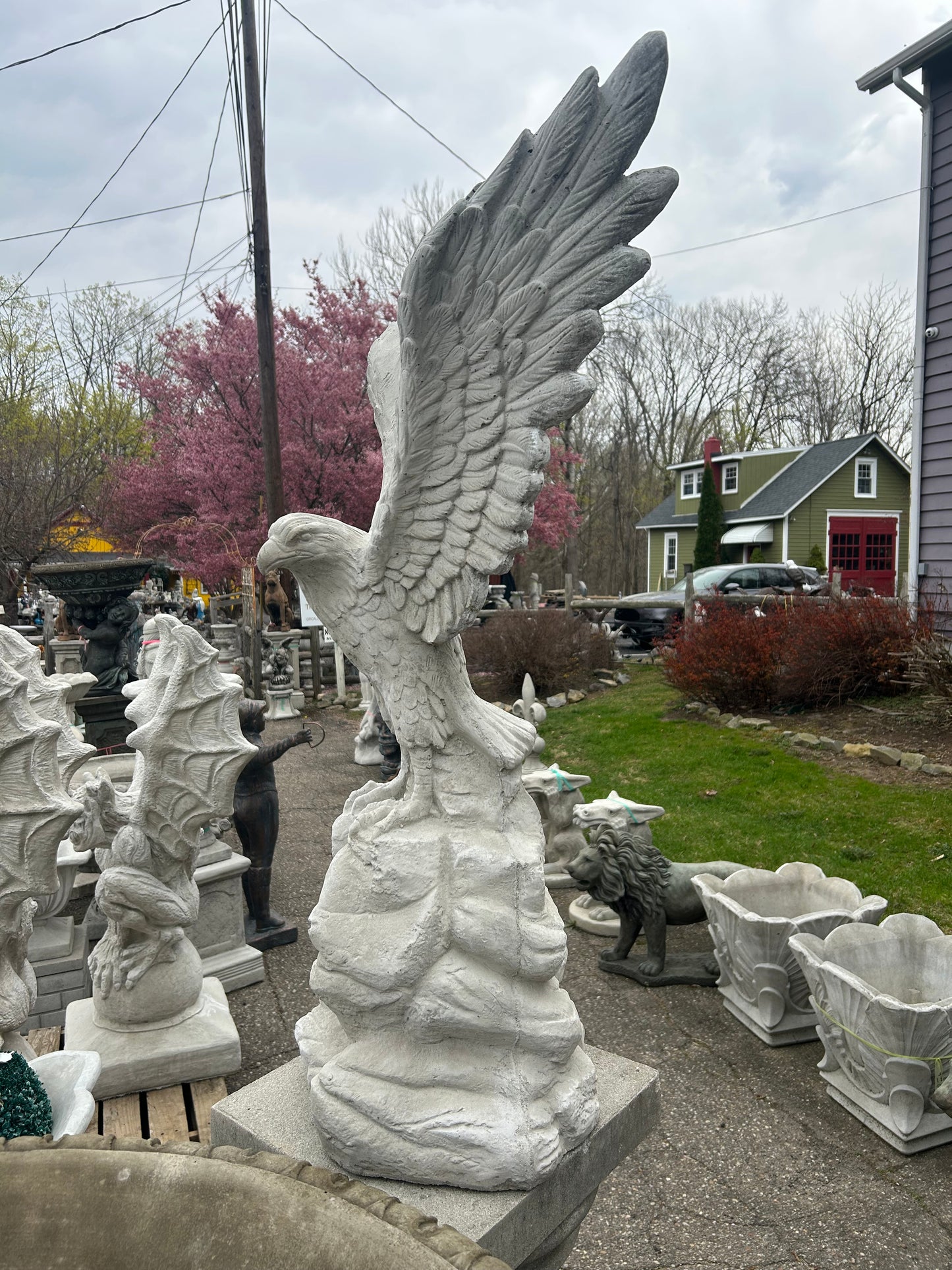 Large Eagle on Rock