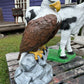 Large Eagle Wings Down on Rock