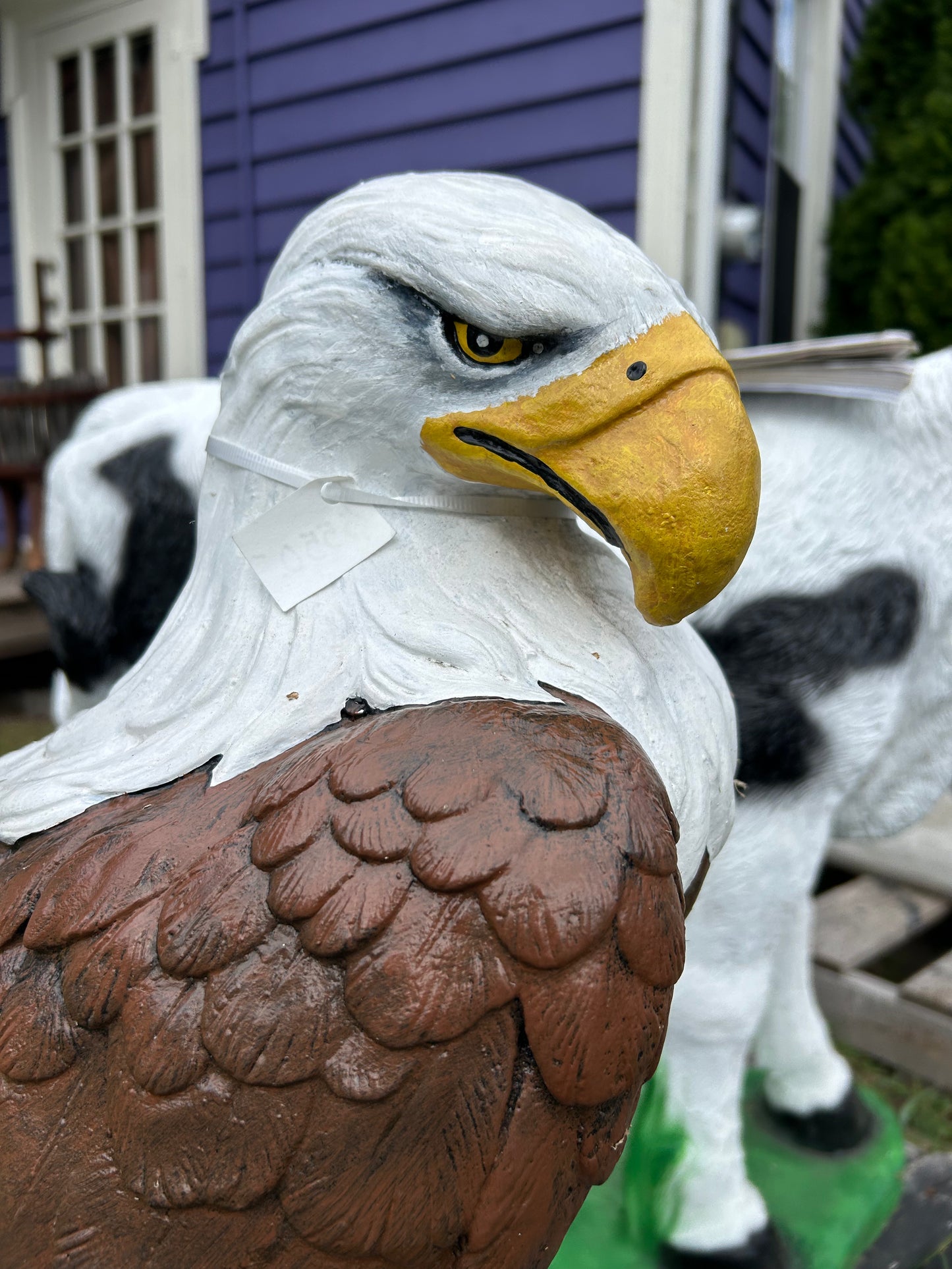 Large Eagle Wings Down on Rock