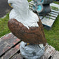 Large Eagle Wings Down on Rock