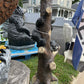 Playful Climbing Bears