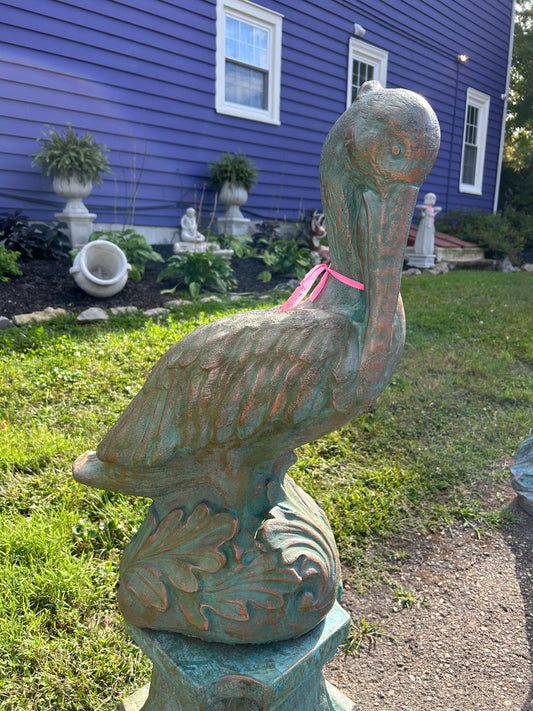 Large Pelican