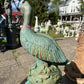 Large Pelican