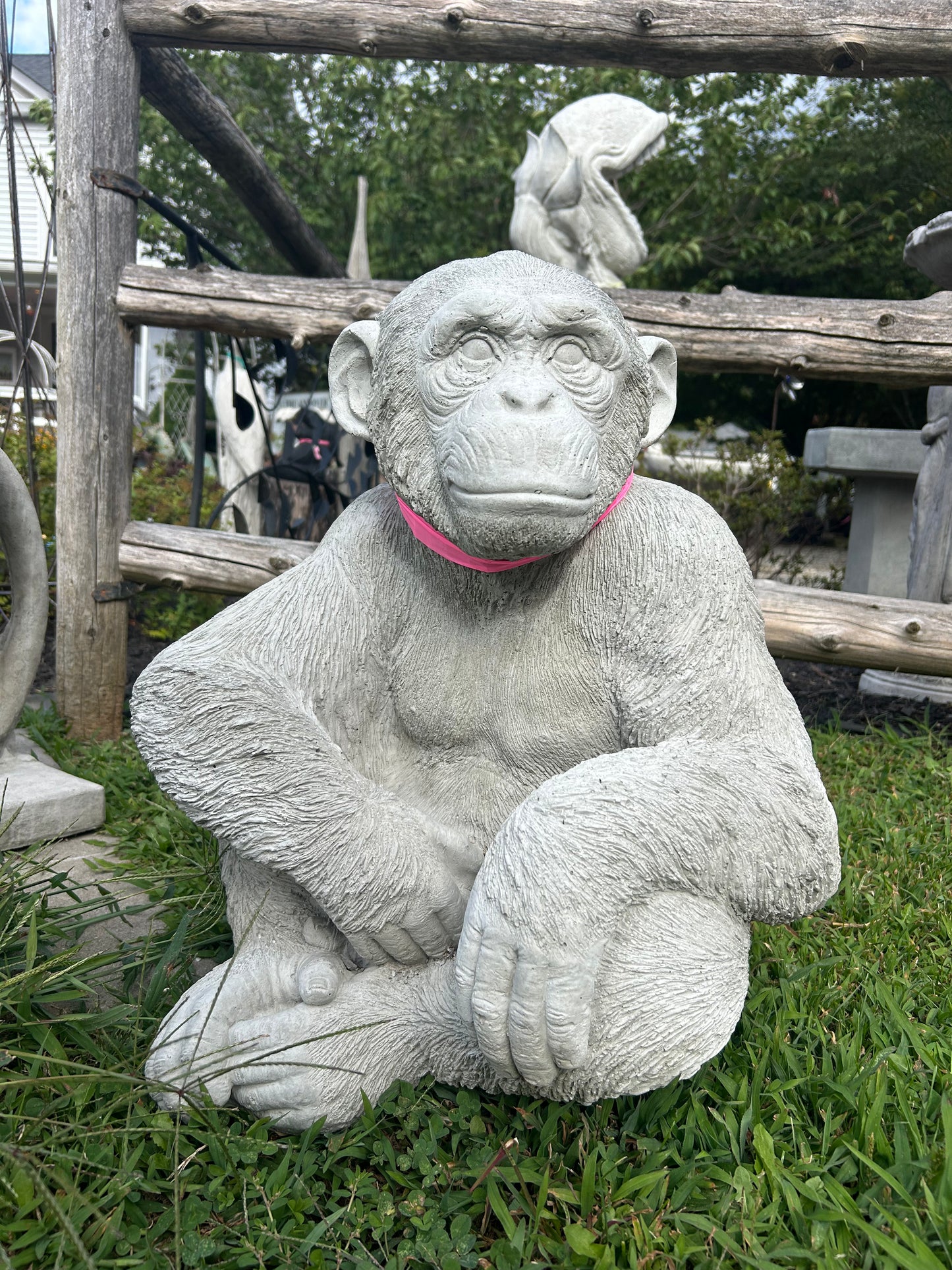 Lucho- the Sitting Chimpanzee