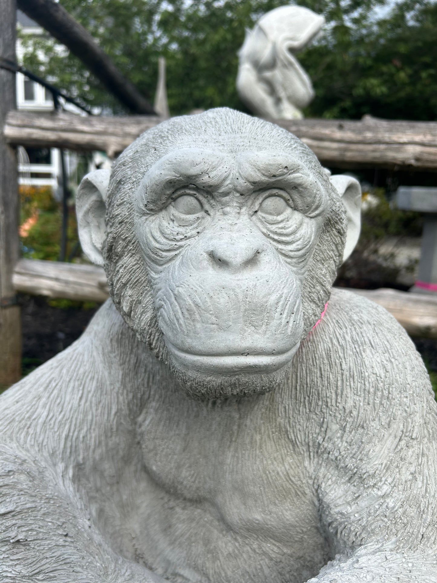 Lucho- the Sitting Chimpanzee