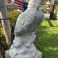 Large Eagle Wings Down on Rock