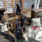 "Bearly" Climbing Statue