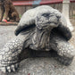 Large Walking Tortoise