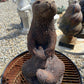 Otter Family