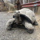 Large Walking Tortoise