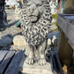 Sitting Lion