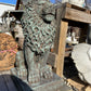 Sitting Lion