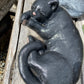 Laying Cat
