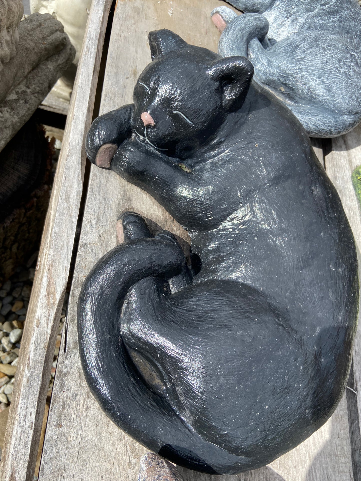 Laying Cat