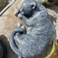 Laying Cat