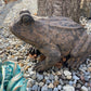 Large Toad