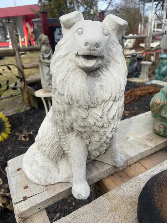 Collie