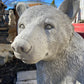 Sitting Bear