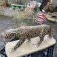 Jaguar Statue