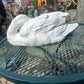Elegant Duck