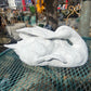 Elegant Duck