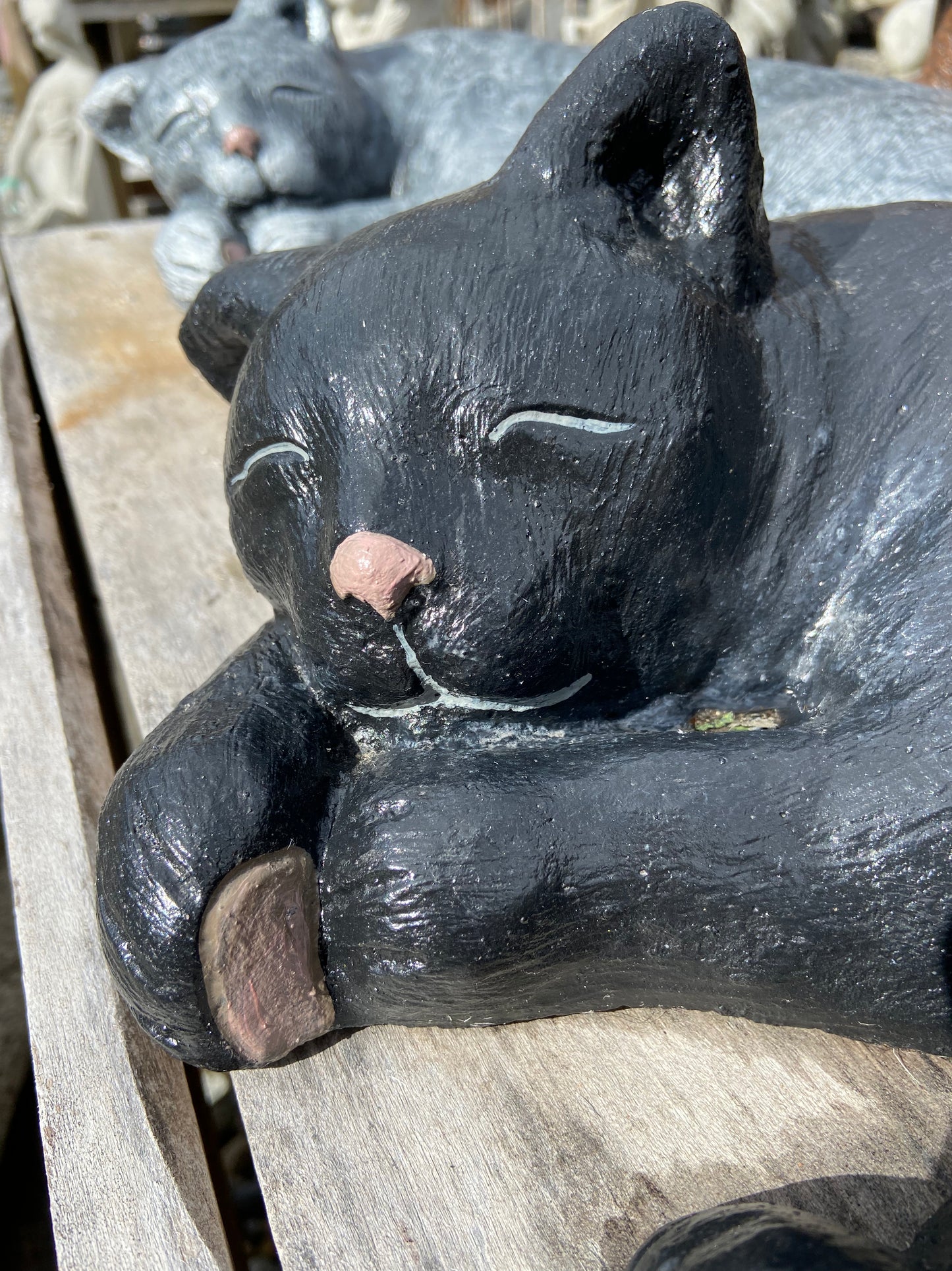 Laying Cat