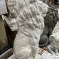 Thin Sitting Lion