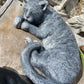 Laying Cat