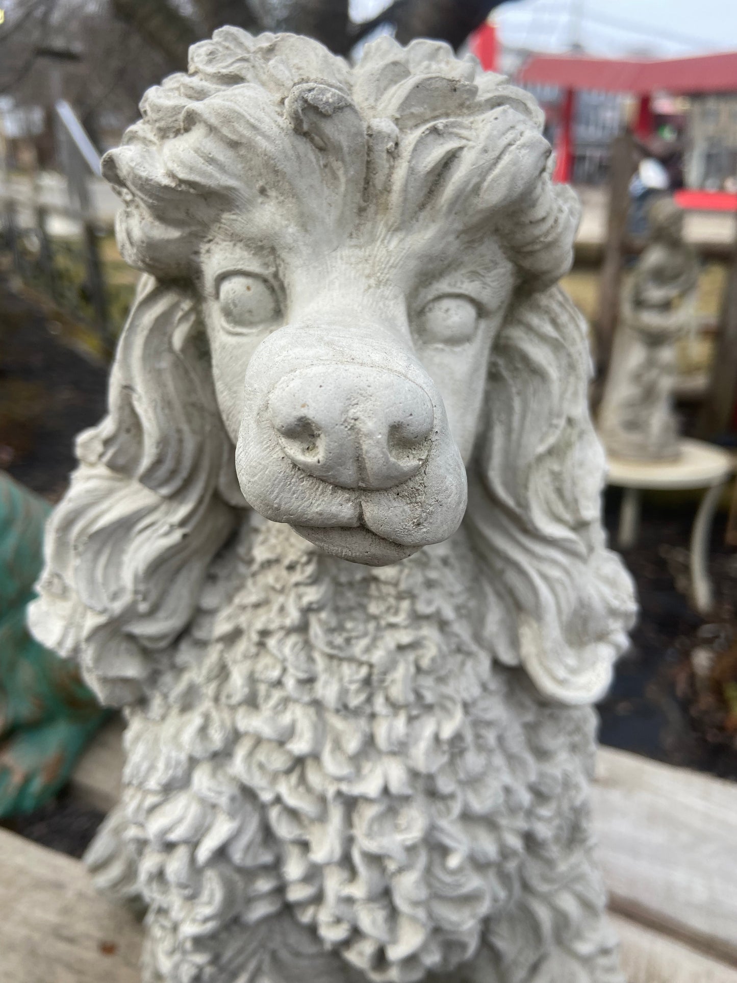 Poodle