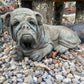 Lying Bulldog