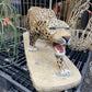 Jaguar Statue