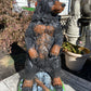 Gentle Ben