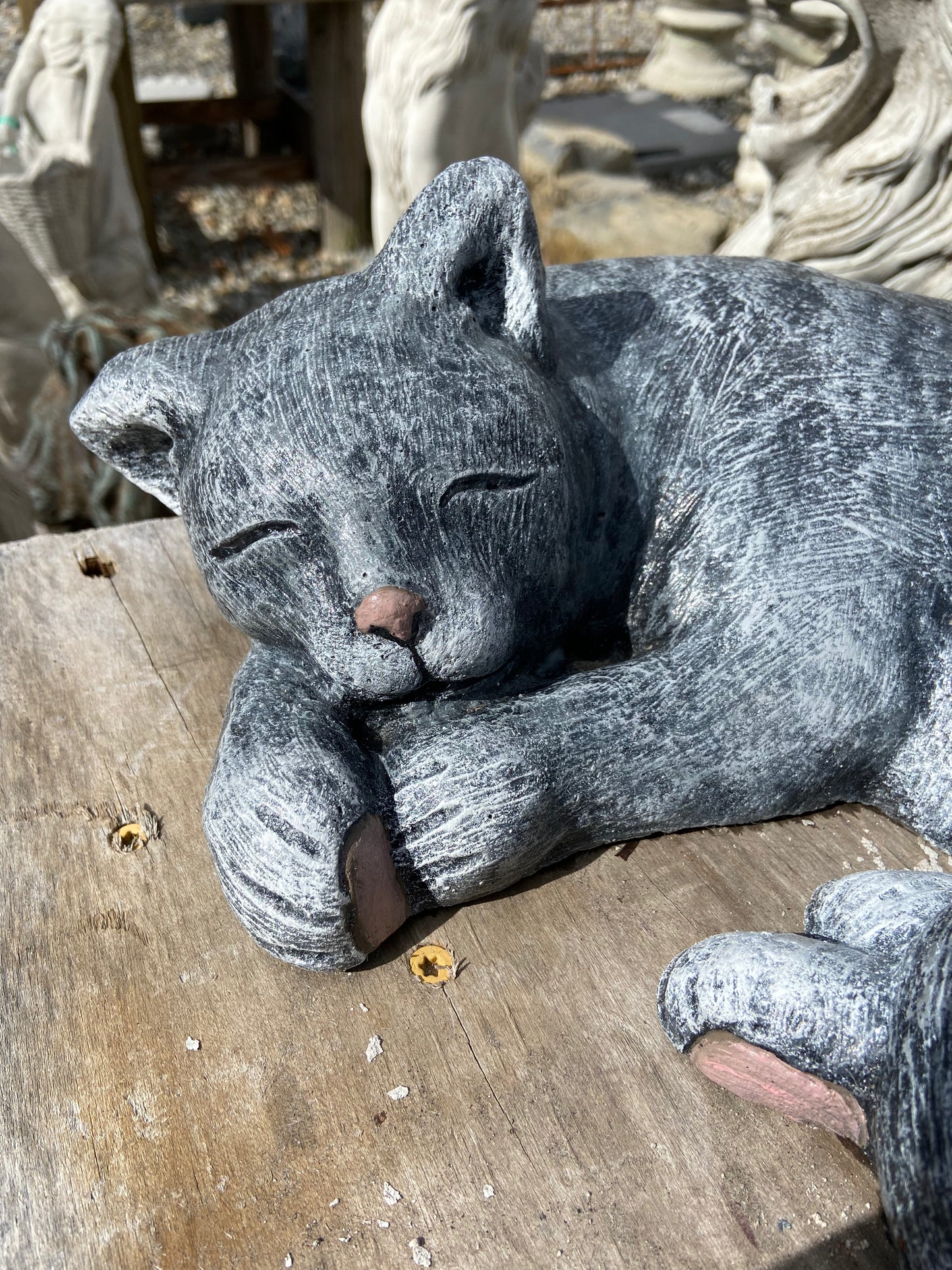 Laying Cat