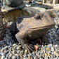 Large Toad
