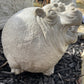 Hippo