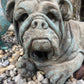 Lying Bulldog