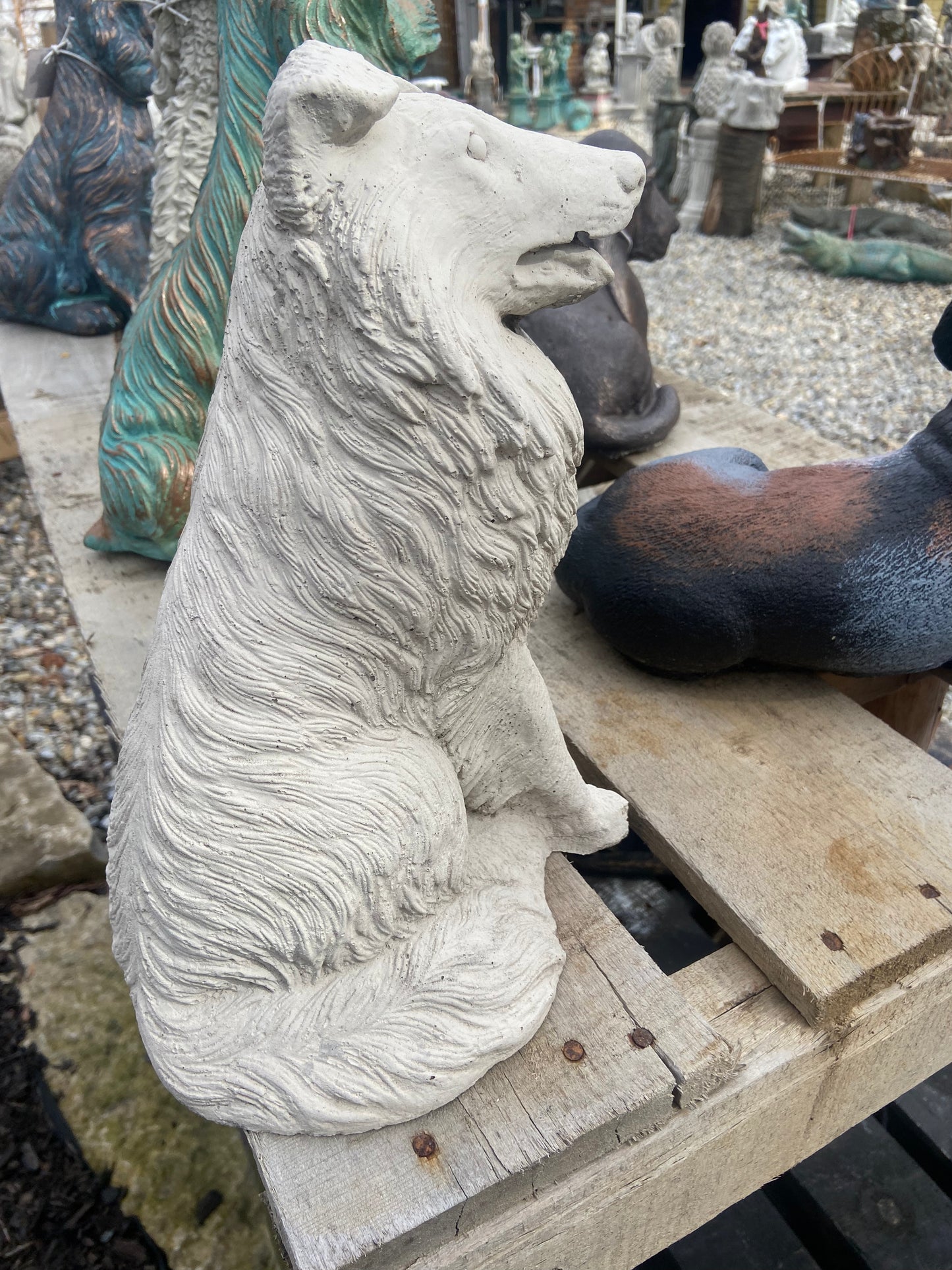 Collie