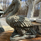 Pelican