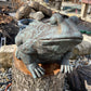 Large Toad
