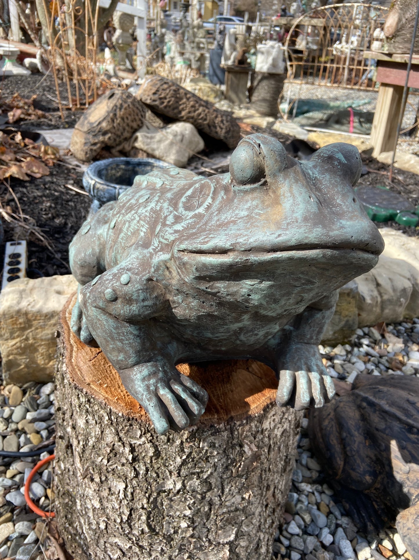 Large Toad