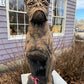 Boxer Dog Statue