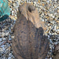 Large Toad