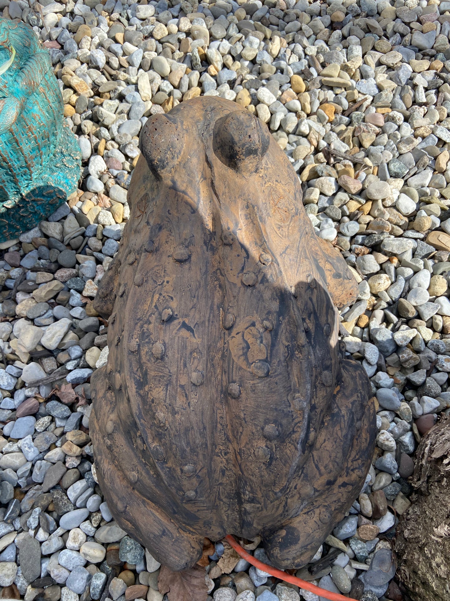 Large Toad