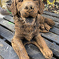 Lying Retriever