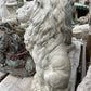 Thin Sitting Lion